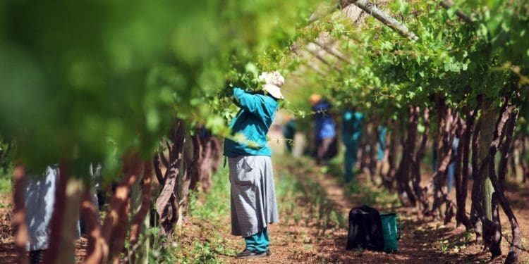 Small scale table grapes growers are set to benefit from a new export deal beal between SA and the Republic of Korea. Photo: Lucas Ledwaba/Mukurukuru Media