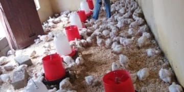 Sphamandla Mazibuko looking after his chickens