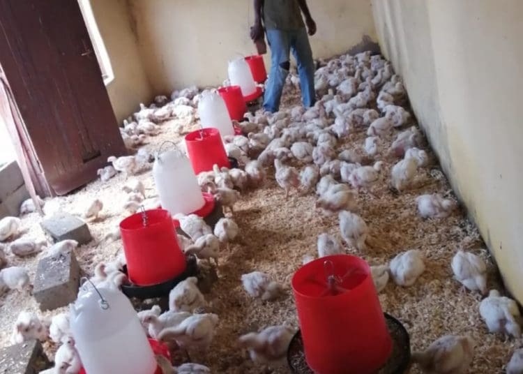 Sphamandla Mazibuko looking after his chickens