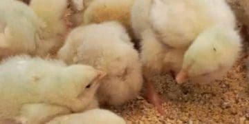 Poultry farming