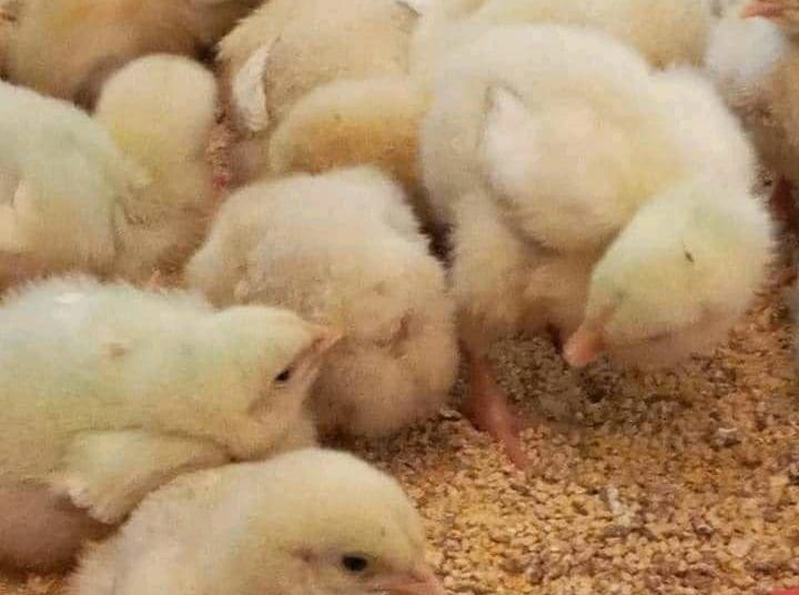 Poultry farming