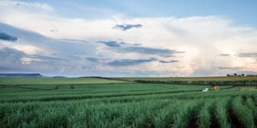 Sugar cane fields