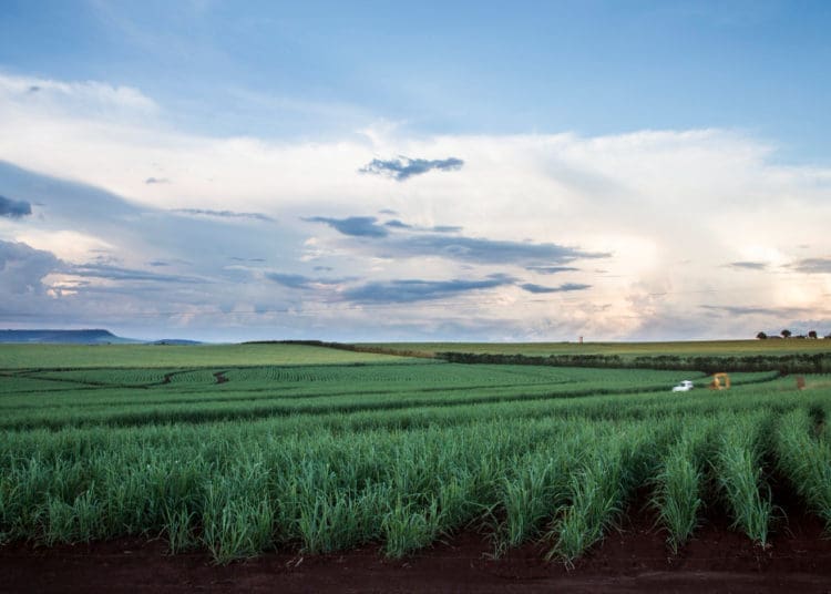 Sugar cane fields