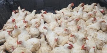 The North West-based poultry farm Twin Chicks