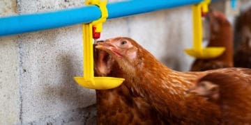 Poultry farming still has challenges