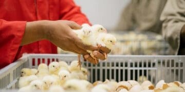 FairPlay wants Poultry Master Plan on track