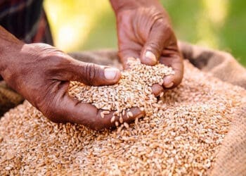 Newco has set funds aside for SMMEs in the brewing industry