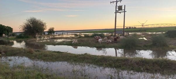 Floods have affected farmers in the Northern Cape