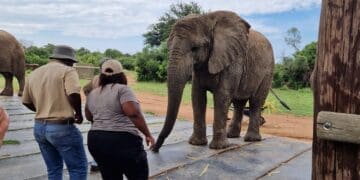 Borutho Tours and travel is ready to give tourists a taste of Limpopo hospitality.