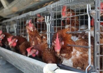 SMEs in North West hope the development of a new poultry project will benefit local business.