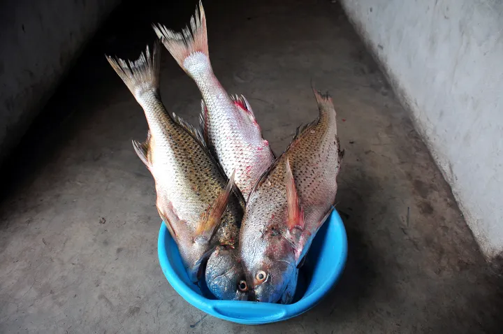 Small scale fishing permit holders are struggling against undocumented competitors. Photo. Mukurukuru Media