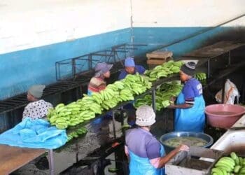 Banana farmers face a growing threat from Banana Bunchy Top Virus in Kwa Zulu-Natal