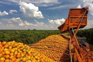 SA citrus exports hit record highs despite US tariffs