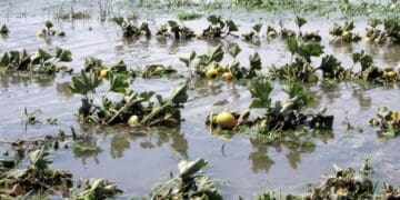 Farmers battle rising waters and losses as heavy rains damage fields and livelihoods. Photo: Steffen Schneider