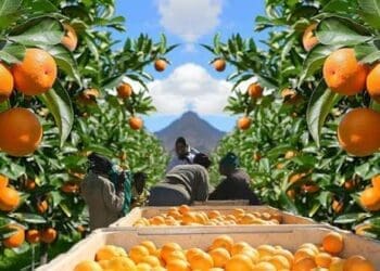 Citrus growers prepare fruit for export ahead of a promising 2026 season.
Photo:XploreZA