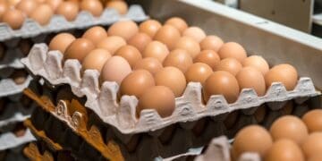 Falling egg prices are squeezing margins for poultry farmers and small traders, forcing many to adjust their prices to stay afloat.

Photo:Supplied