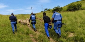 Police officers recover livestock during an operation targeting stock theft in a rural area, a suspect is arrested.
Photo: SAPS