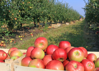South African agricultural SMEs are set to benefit from China’s zero-tariff preference scheme, which opens new export opportunities for products such as apples, wine and rooibos tea. Photo: Croptracker