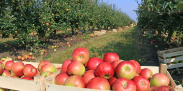 South African agricultural SMEs are set to benefit from China’s zero-tariff preference scheme, which opens new export opportunities for products such as apples, wine and rooibos tea. Photo: Croptracker
