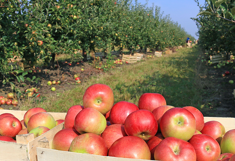 South African agricultural SMEs are set to benefit from China’s zero-tariff preference scheme, which opens new export opportunities for products such as apples, wine and rooibos tea. Photo: Croptracker