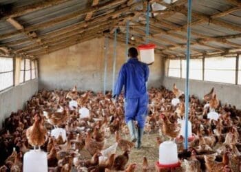 South Africa’s poultry sector is entering a new phase focused on localisation, export expansion and broader participation across the value chain