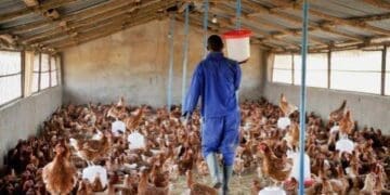 South Africa’s poultry sector is entering a new phase focused on localisation, export expansion and broader participation across the value chain