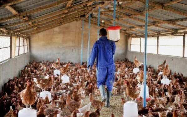 South Africa’s poultry sector is entering a new phase focused on localisation, export expansion and broader participation across the value chain