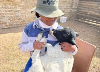 By combining formal qualifications in animal health with an aggressive bootstrapping strategy, agripreneur Nokwanda Prettygirl Msomi has successfully scaled her Delmas small stock operation into a commercial supplier.