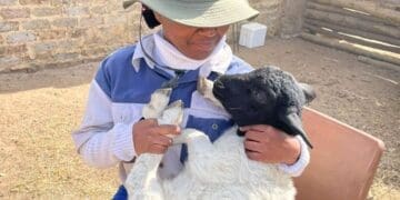 By combining formal qualifications in animal health with an aggressive bootstrapping strategy, agripreneur Nokwanda Prettygirl Msomi has successfully scaled her Delmas small stock operation into a commercial supplier.