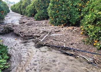 Eastern Cape citrus farmers are rushing to protect crops and infrastructure as heavy rain forecasts threaten to worsen losses