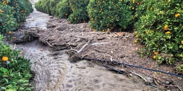 Eastern Cape citrus farmers are rushing to protect crops and infrastructure as heavy rain forecasts threaten to worsen losses