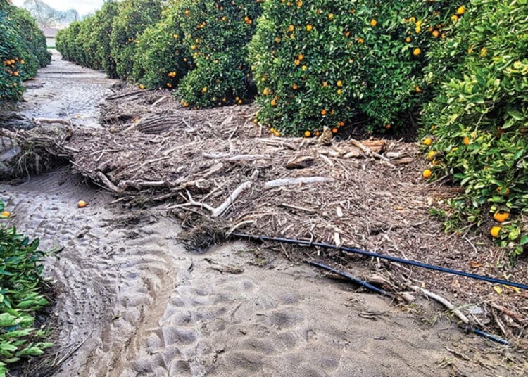 Eastern Cape citrus farmers are rushing to protect crops and infrastructure as heavy rain forecasts threaten to worsen losses