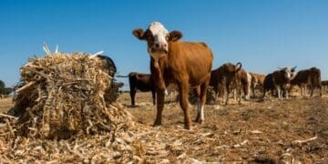 South African farmers brace for possible El Niño conditions as global forecasts warn of risks ahead of the 2026/27 season.