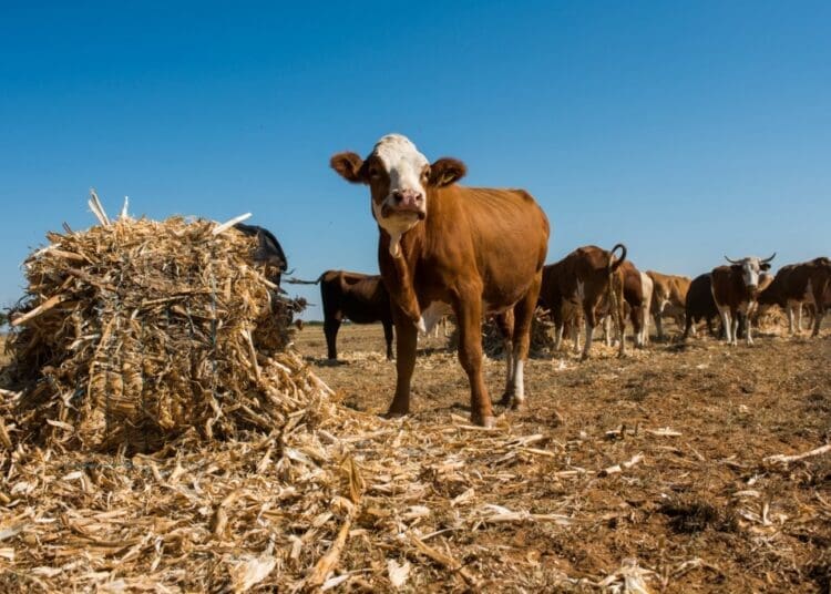 South African farmers brace for possible El Niño conditions as global forecasts warn of risks ahead of the 2026/27 season.