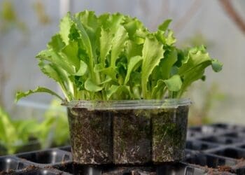 Seedling suppliers are seeing growing demand as more consumers invest in growing vegetables at home.
