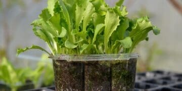 Seedling suppliers are seeing growing demand as more consumers invest in growing vegetables at home.