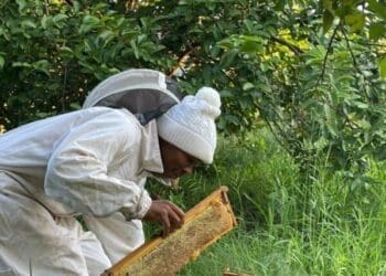 Phodzo Tshikosi's  passion for beekeeping has grown into a thriving honey business in Tshavhalovhedzi village, Nzhelele, Limpopo.