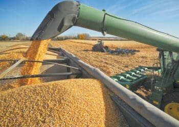 The Eastern Cape has launched an R80 million grain commercialisation drive to support emerging farmers and expand commercial grain production.
Photo:wandilesihlobo.com