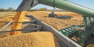 The Eastern Cape has launched an R80 million grain commercialisation drive to support emerging farmers and expand commercial grain production.

Photo:wandilesihlobo.com