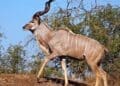 A kudu bull with 59-inch horns sold for R146 000, the highest price at the Thabazimbi game auction.