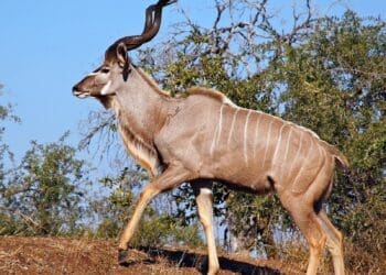 A kudu bull with 59-inch horns sold for R146 000, the highest price at the Thabazimbi game auction.