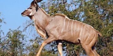 A kudu bull with 59-inch horns sold for R146 000, the highest price at the Thabazimbi game auction.
