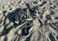 Dead sardines along the Western Cape coast amid an ongoing investigation. Photo: supplied