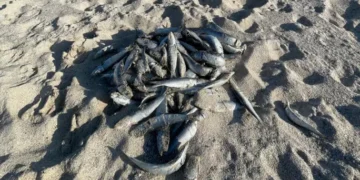 Dead sardines along the Western Cape coast amid an ongoing investigation. Photo: supplied