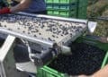 Western Cape blueberry growers are preparing for the 2026 season amid weather-related risks and uncertainty over crop yields.