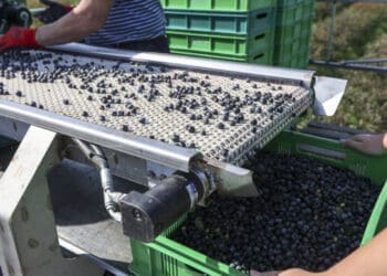 Western Cape blueberry growers are preparing for the 2026 season amid weather-related risks and uncertainty over crop yields.
