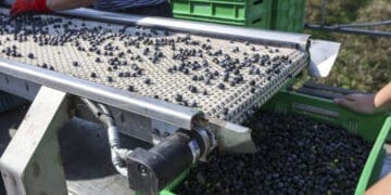 Western Cape blueberry growers are preparing for the 2026 season amid weather-related risks and uncertainty over crop yields.