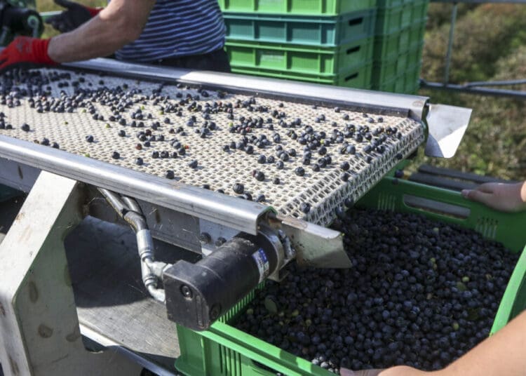 Western Cape blueberry growers are preparing for the 2026 season amid weather-related risks and uncertainty over crop yields.