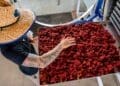 Commercial adoption of seaweed-based additives depends on whether processing efficiency can lower input costs for local beef producers.