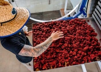 Commercial adoption of seaweed-based additives depends on whether processing efficiency can lower input costs for local beef producers.